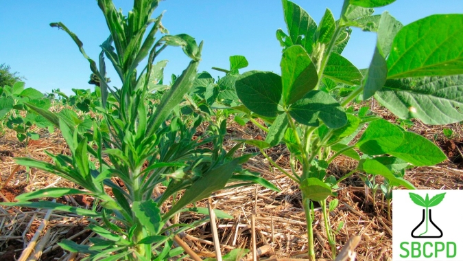 Manejo de plantas daninhas vai ficar mais complexo e caro sem o Paraquat, alerta especialista