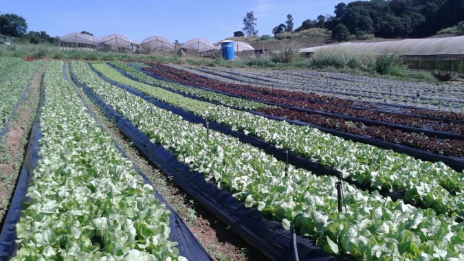 CNA debate rastreabilidade de frutas e hortaliças no Tocantins