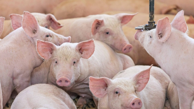 Custo de produção preocupa mais a suinocultura no momento do que possível redução de importação pela China, diz consultor da ABCS