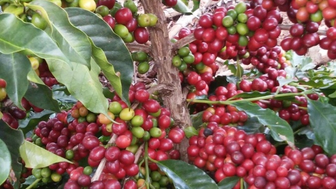 Café salta mais de 1% nesta tarde de 3ª feira na Bolsa de NY