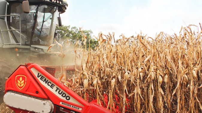 Colheita do milho chega em 3% no Paraná com problemas nas produtividades