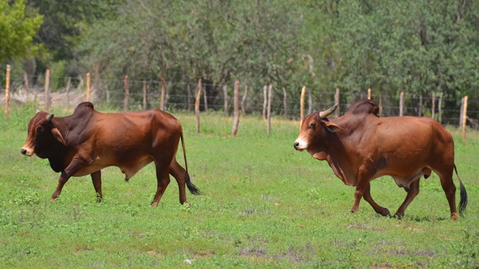 Gado resistente ao calor ganha certificação genética no Semiárido
