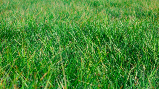 Cuidados nutricionais na gramicultura aumentam resistência e qualidade dos gramados e podem apoiar na rentabilização da grama para paisagismo