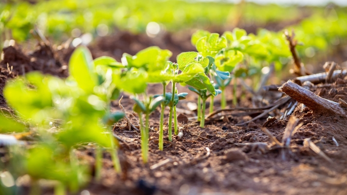 Dia Mundial do Solo: setor produtivo garante preservação do solo com adoção de práticas sustentáveis