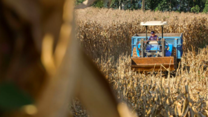 SC lança programa com até R$ 1 bilhão em crédito para produtores de suínos e aves