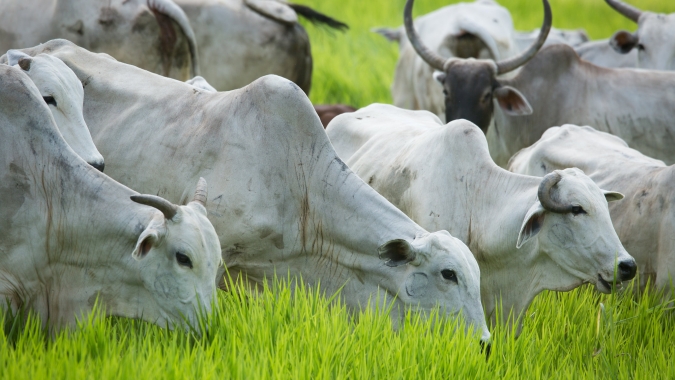 Agrobrazil: Média dos negócios registrados no Pará cai para R$ 295,97/@