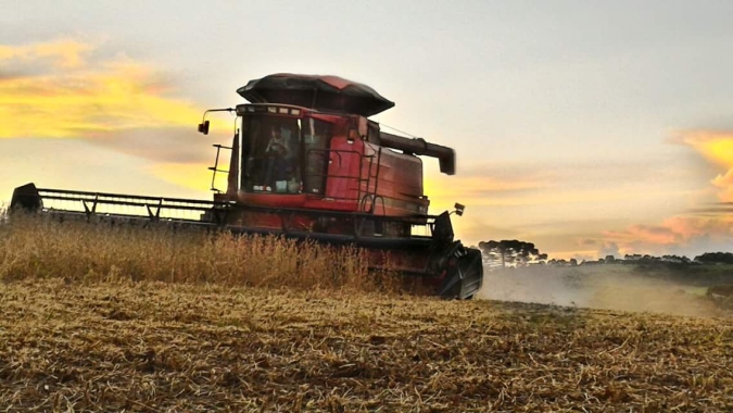 Primeiras sojas colhidas em Cândido Mota/SP registram queda de 30% na produtividade