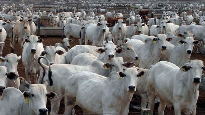 Carne bovina brasileira é a mais cara da América do Sul, mas mantém demanda firme no mercado internacional