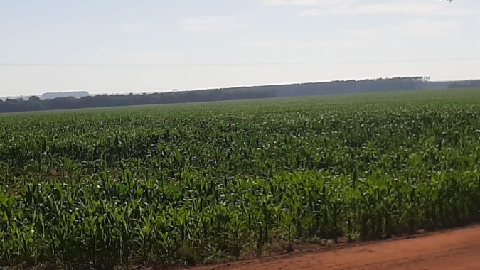 Pesquisas continuam nas unidades da Secretaria de Agricultura, que realizam colheitas de soja, milho e amendoim
