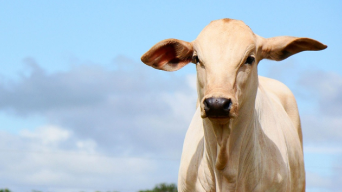 Boi/Cepea: Na parcial deste ano, arroba bovina avança mais que carne