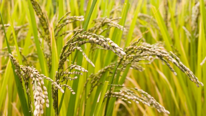 Arroz/Cepea: Preço se recupera neste ano, mas ainda está abaixo do patamar do 1º sem de 2021