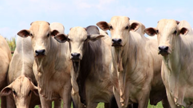 Pecuaristas de Mato Grosso investem no uso de tecnologia para ganhos de produtividade