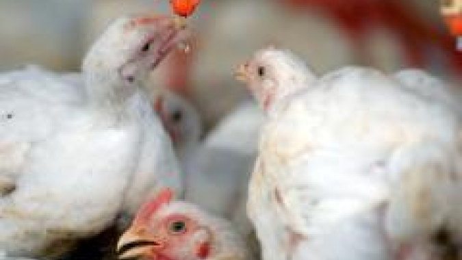 Veterinários do Espírito Santo recebem treinamento para detecção da Influenza Aviária e Doença de NewCastle