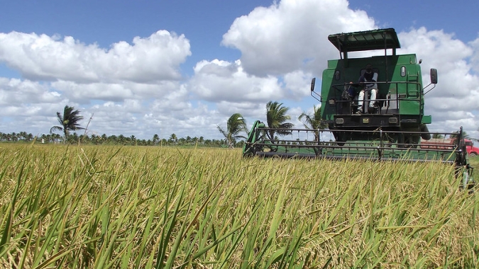 Abertura da Colheita do Arroz vai acontecer na Embrapa