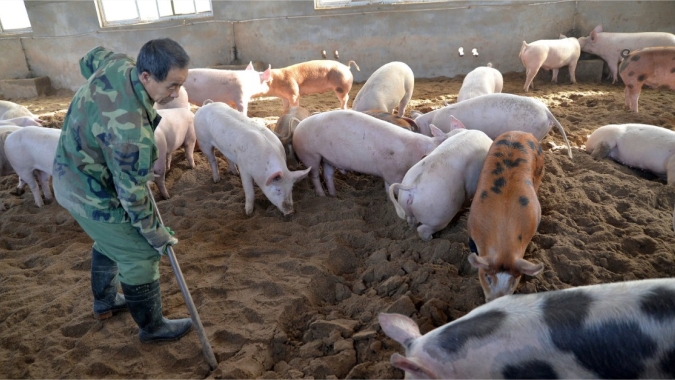 China injeta US$ 7,36 bilhões em empréstimos aos seus suinocultores