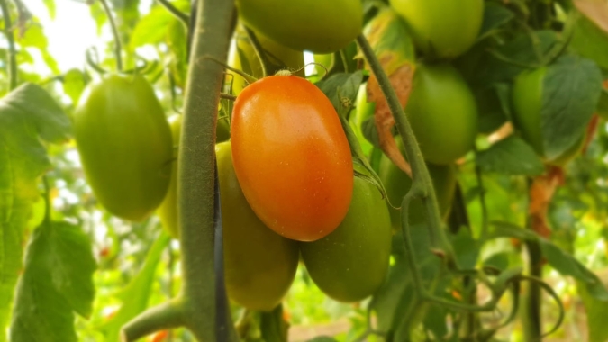 Conab: preço do tomate e da alface cai em abril com pandemia e sazonalidade