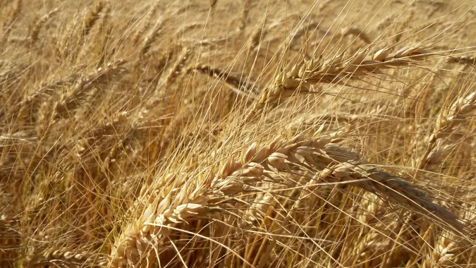 USDA: Vendas semanais de trigo 21/22 dos EUA subiram para 306,70 mil t, dentro das expectativas
