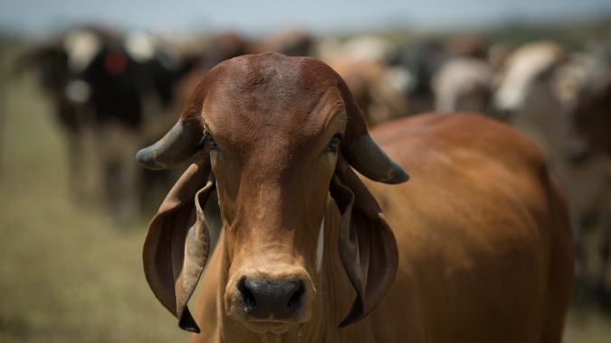 Arrobas do boi e da vaca ficaram estáveis em Goiás na última semana, aponta IFAG