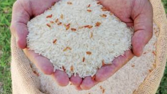 Produtores de arroz tailandeses exigem melhor suporte à medida que os preços despencam