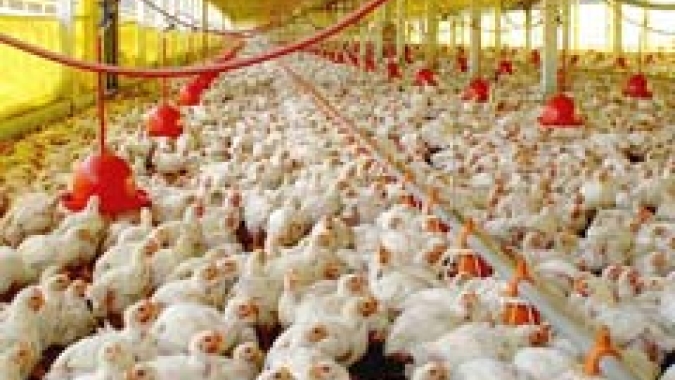 Malásia criará 'estoques' de frango para superar escassez