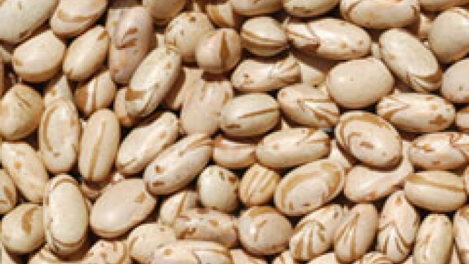 Feijão/Cepea: Quedas de preços prevalecem em julho