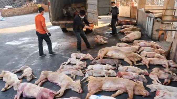 Política agrícola: Peste Suína Africana evidencia desafios da gestão sanitária em meio à globalização
