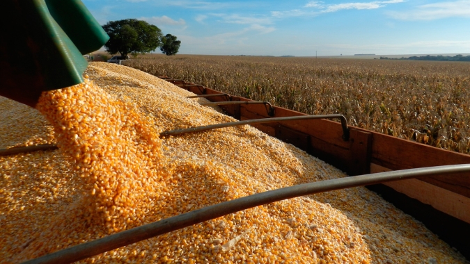 Milho: Brasil exporta pouco na última semana de outubro e fecha mês com apenas 35,9% do registrado em outubro/20