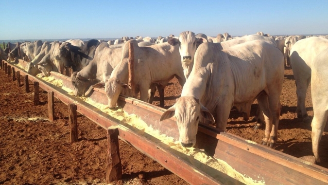 Boi: Mercado físico registra poucos negócios diante da dificuldade de originar animais terminados