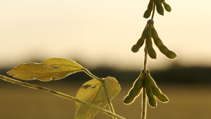 Outlook Forum: USDA estima menores estoques de soja em 4 safras para os EUA em 2020/21