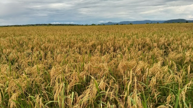 Dependente das chuvas, agricultura de sequeiro tem déficit hídrico de 37%