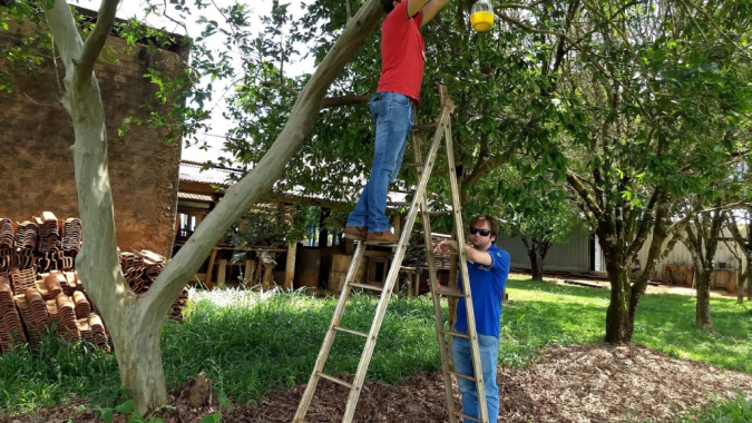 Indea realiza ação de vigilância para proteção da fruticultura mato-grossense