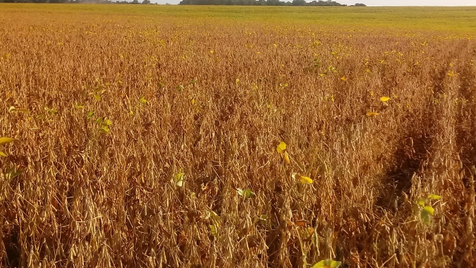 Manejo de solo comprova eficiência durante estiagens, por Emater/RS
