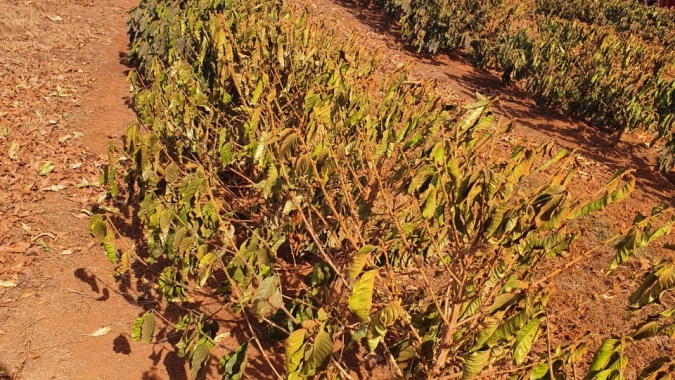Café e Clima Cooxupé: Florada se abriu com calor e baixa reserva de água no solo, diz especialista
