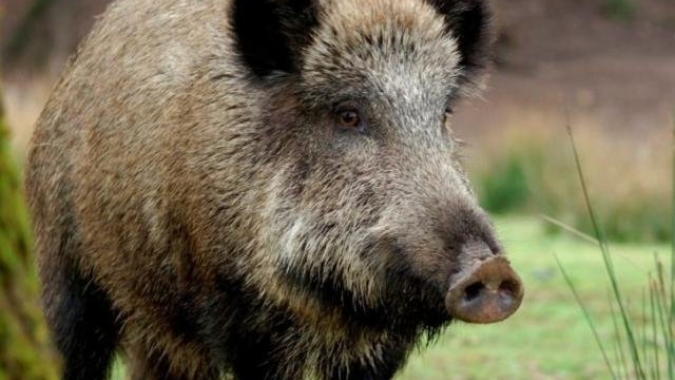 Alemanha concorda com mais caça ao javali para combater a peste suína