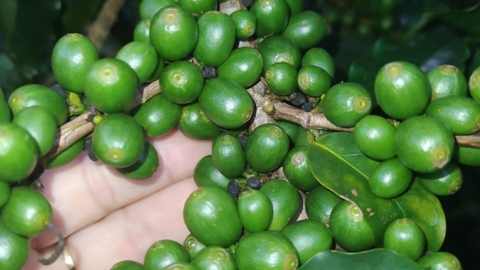Safra de café do Brasil cairá 21,1% em 2021/22, para 51,4 mi sacas, diz StoneX