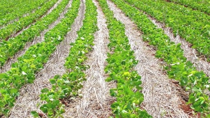 Área de soja deve crescer 2 mi de hectares no Matopiba em 10 anos, diz Agroconsult