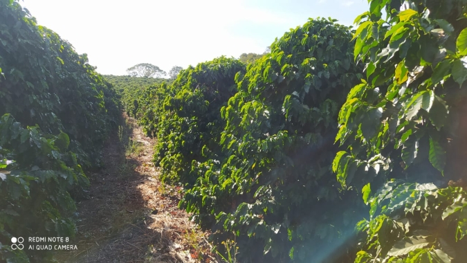 Café: Novo Código Florestal Brasileiro completa dez anos de existência