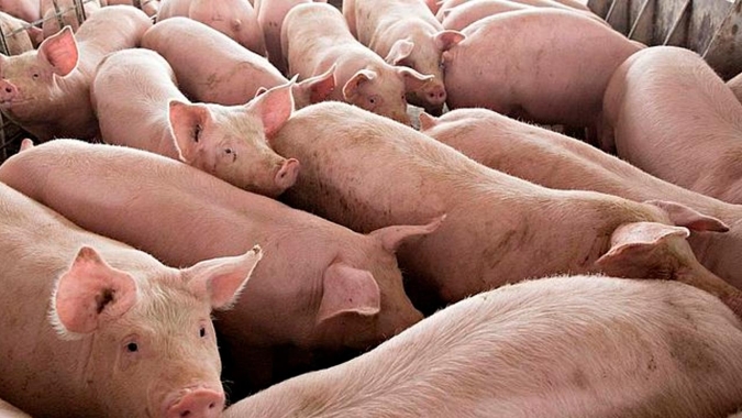 China venderá 20 mil t de carne suína congelada de reservas estatais em 21 de janeiro