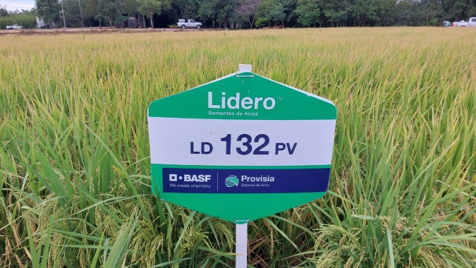 Escolha da semente é fundamental para sucesso nas lavouras de arroz e Lidero™ da BASF se destaca; veja as características