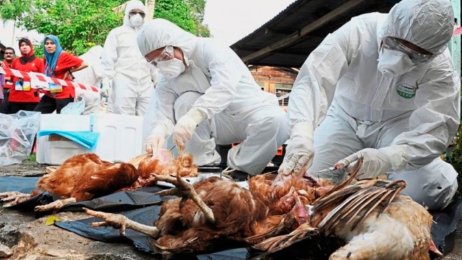 Holanda abate mais 300.000 galinhas em meio a epidemia de gripe aviária