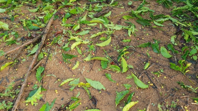 Força tarefa do agro vai ajudar produtores com prejuízos da chuva de granizo no Espírito Santo