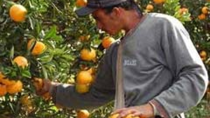 Ciitros/Cepea: Clima desfavorável e greening resultam em menor colheita desde 88/89