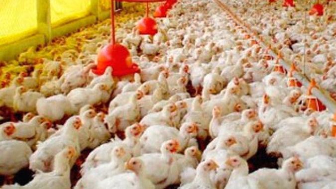 Avicultura RS alerta sobre a produção em ritmo de redução