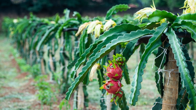 Empaer promove encontro técnico para fomentar a produção de pitaya em Chapada dos Guimarães