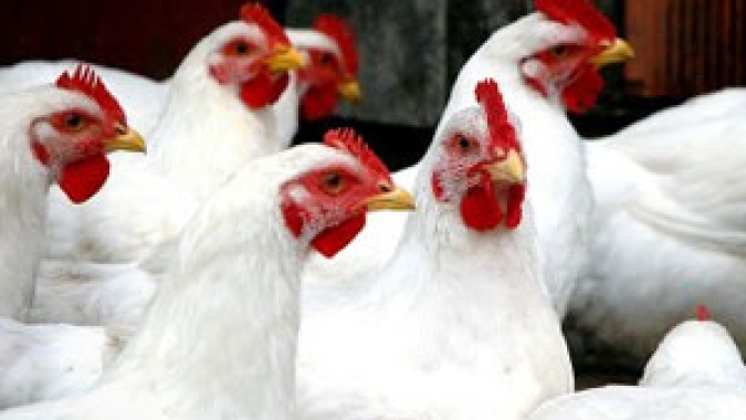 USDA: exportações brasileiras de carnes continuam em crescimento em 2021