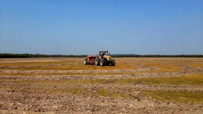 Arroz: Produtores do RS já semearam 7% da área prevista