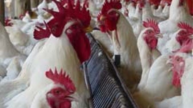 Desempenho do frango (vivo e abatido) na 34ª semana de 2021, quarta do mês de agosto