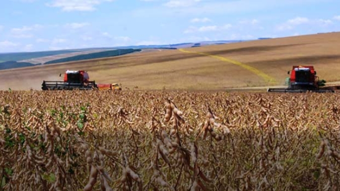 Produção de soja em Mato Grosso do Sul tem aumento de 49,4%