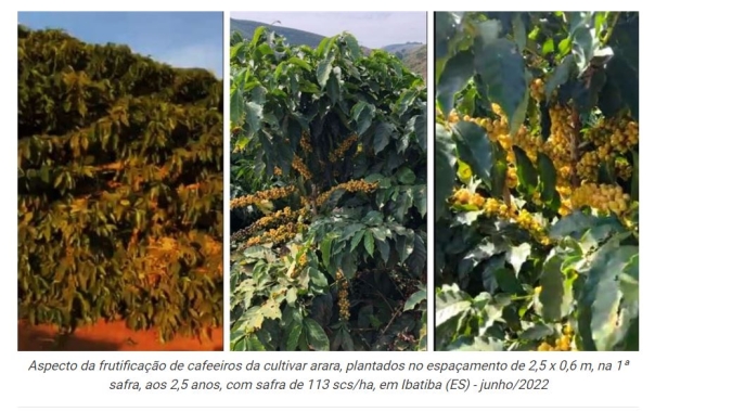 Cafeeiros da cultivar arara com alta produtividade na cafeicultura de montanha