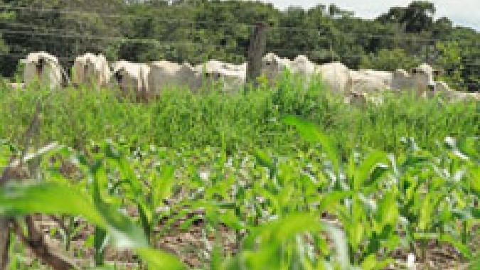 Estudo da UFSM indica que pastagem natural do bioma Pampa, se bem manejada, compensa emissão de metano pelo gado